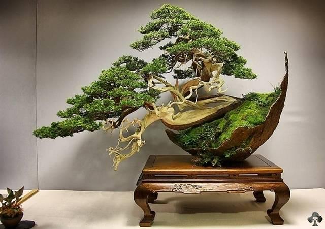 รูปภาพ:http://bonsai.in.th/wp-content/uploads/2014/10/1384839776-fa23d2576d-o.jpg