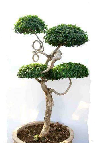 รูปภาพ:http://bonsai.in.th/wp-content/uploads/2014/10/thumbnailshow74085.jpg