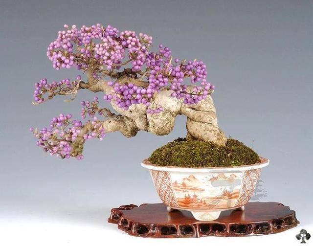รูปภาพ:http://www.bonsaiempire.com/images/top10/flowering/06-callicarpa-japonica-fruits.jpg