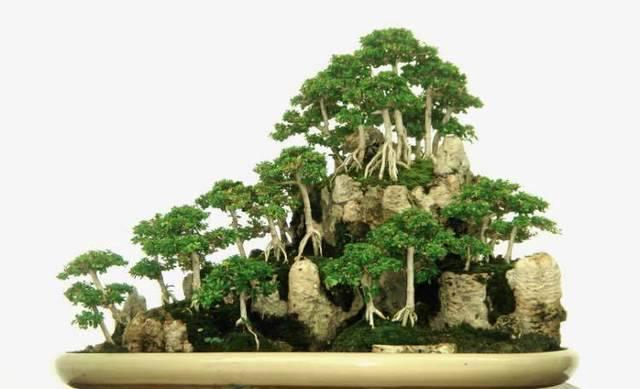 รูปภาพ:http://static.boredpanda.com/blog/wp-content/uploads/2016/04/amazing-bonsai-trees-12-5710ed059e7f7__700.jpg