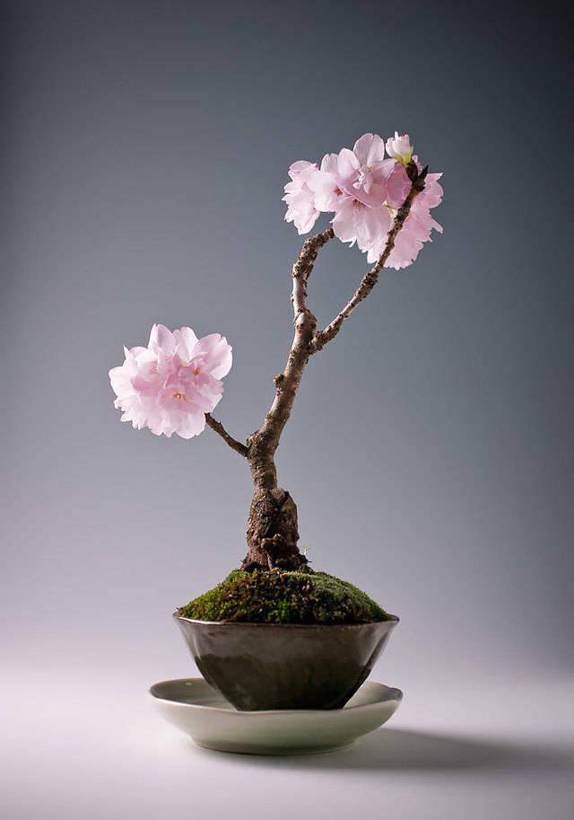 รูปภาพ:http://static.boredpanda.com/blog/wp-content/uploads/2016/04/amazing-bonsai-trees-3-1-5710e79064ec0__700.jpg