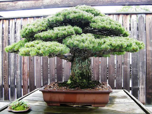 รูปภาพ:http://static.boredpanda.com/blog/wp-content/uploads/2016/04/amazing-bonsai-trees-23-5710f40da1982__700.jpg
