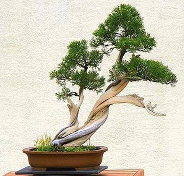 รูปภาพ:http://bonsai.in.th/wp-content/uploads/2014/10/add3d2d8f62cf649198da827a68b8903.jpg