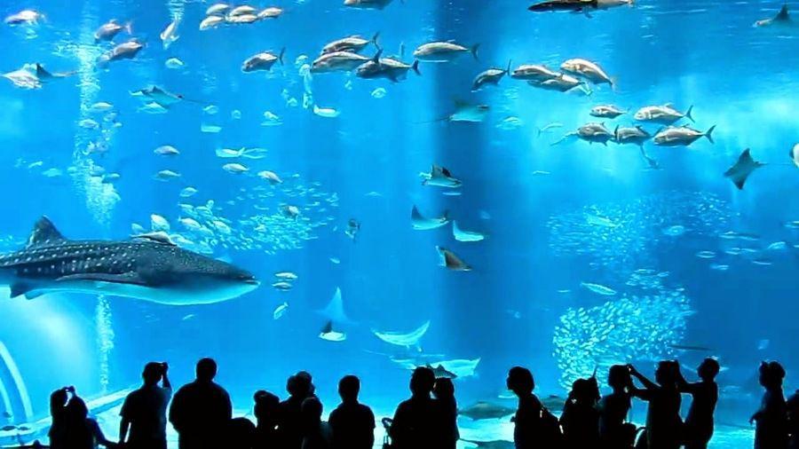 รูปภาพ:https://d3s201wgs37zfp.cloudfront.net/wp-content/uploads/2016/08/okinawa-churaumi-aquarium.jpg