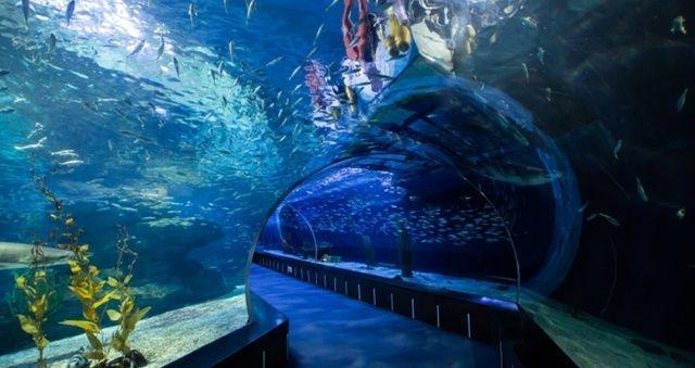 รูปภาพ:https://www.befreetour.com/img/produk/sea-life-busan-aquarium-ticket/sea-life-busan-aquarium-ticket_594e49507deeca203639dd0e68c7f1ee1944cc09.jpg