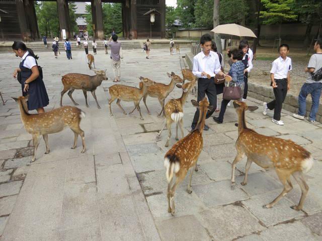 รูปภาพ:https://temporarilylostdotcom.files.wordpress.com/2012/09/nara-park-26-feeding-deer.jpg