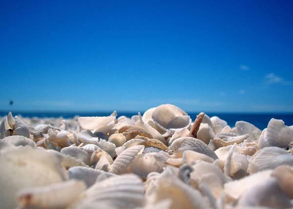 รูปภาพ:http://img.allw.mn/content/travel/2013/05/9_shell-beach-western-australia.jpg
