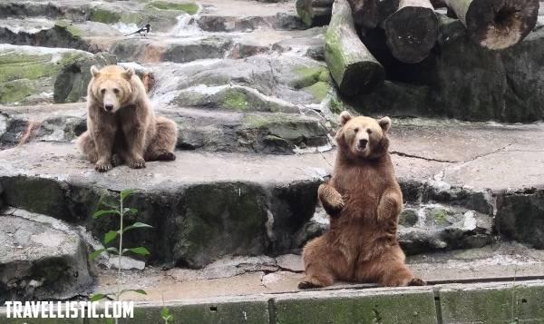 รูปภาพ:http://www.travellistic.com/wp-content/uploads/2013/10/Cute-Bear-Seoul-Zoo.jpg