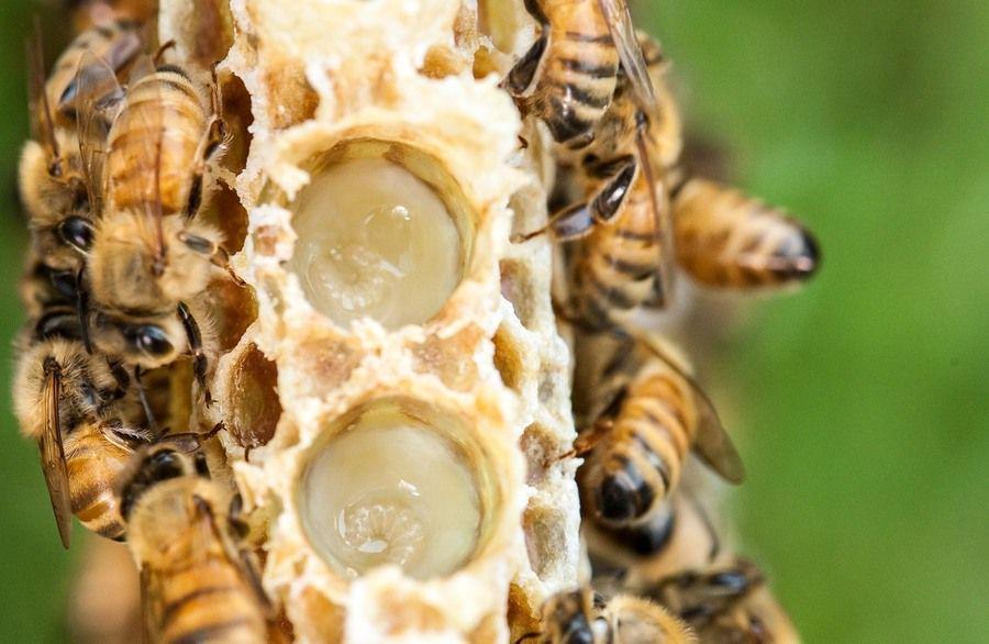 รูปภาพ:นมผึ้ง
