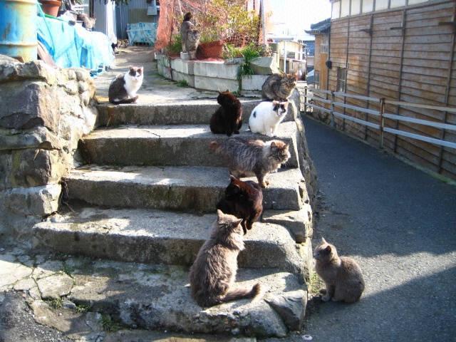 รูปภาพ:http://www.catdumb.com/wp-content/uploads/2014/09/Aoshima-island-4.jpg