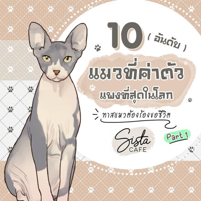 ตัวอย่าง ภาพหน้าปก:10 อันดับ แมวที่ค่าตัวแพงที่สุดในโลก ทาสแมวต้องร้องขอชีวิต Part 1