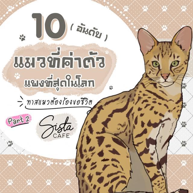 ตัวอย่าง ภาพหน้าปก:10 อันดับ แมวที่ค่าตัวแพงที่สุดในโลก ทาสแมวต้องร้องขอชีวิต Part 2