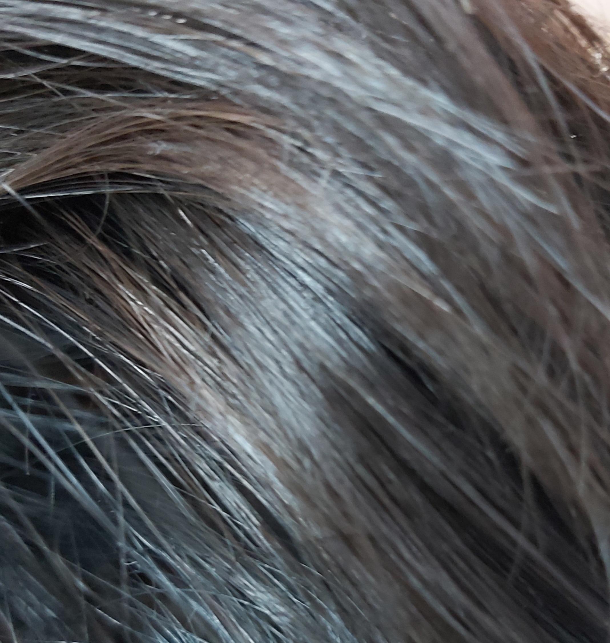 ภาพหน้าปก Lolentis Hair Spa Treatment Nano ลอเลนติส แอร์สปา ทรีทเมนท์นาโน  หมักผม 🌸 ที่:0